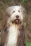 BEARDED COLLIE 427